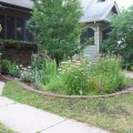 Rain Garden
