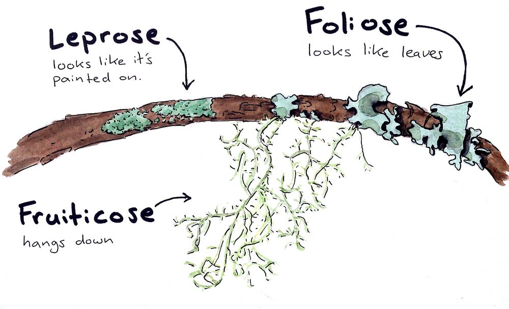 Types of Lichens