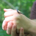 ring-necked snake