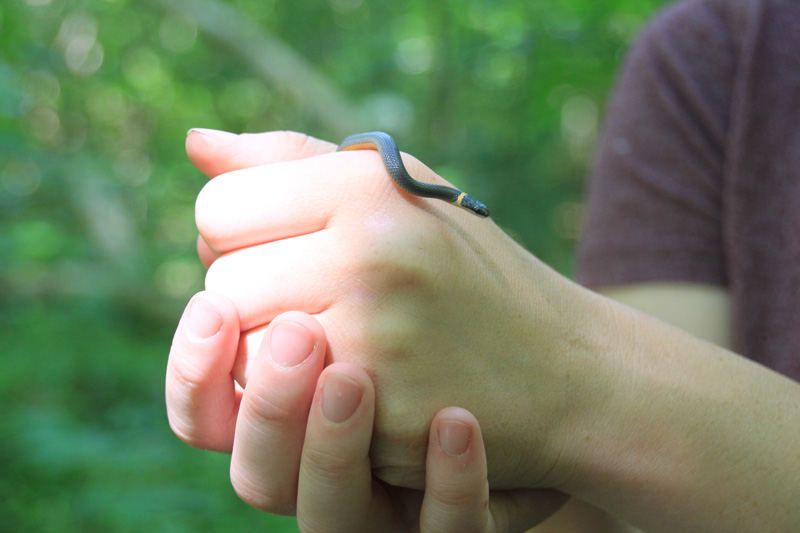 ring-necked snake