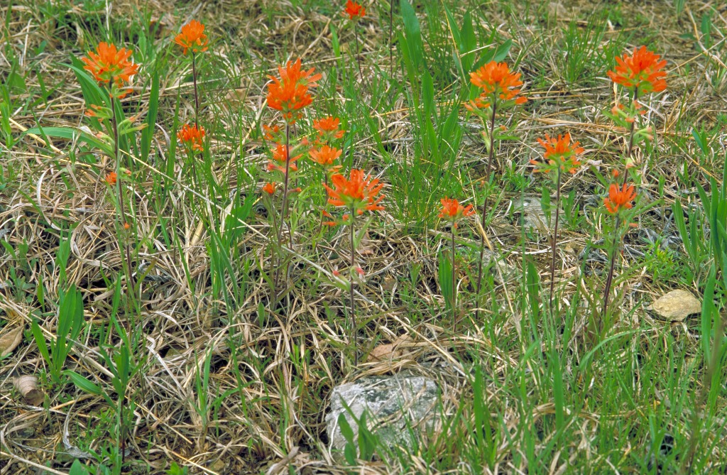 Castilleja_coccinea_Thomas G. Barnes.jpg