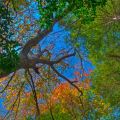 Blanton Forest State Nature Preserve in Harlan County displays old growth beech and hemlock. Photo by Thomas G. Barnes.