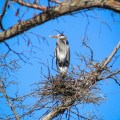 Chris Oelschlager’s native Kentucky wildlife winning photo, ‘Great Blue Heron.’