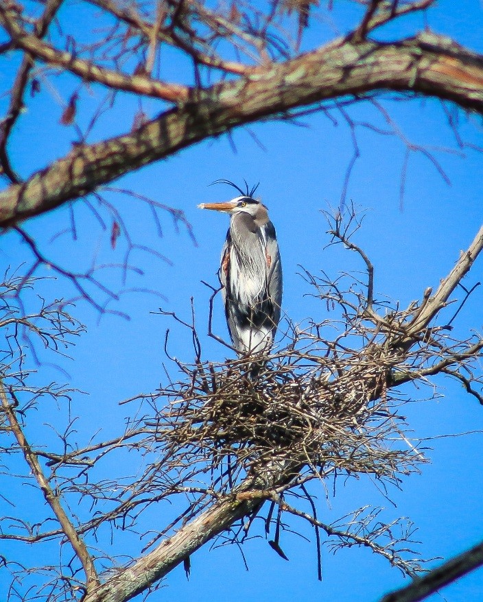 Chris Oelschlager's native Kentucky wildlife winning photo, ‘Great Blue Heron.’