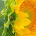 Chris Oelschlager’s macrophotography/close-up winning photo, ‘Spotted Cucumber Beetle on Sunflower