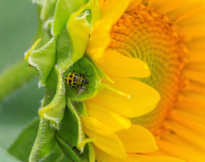Chris Oelschlager's macrophotography/close-up winning photo, ‘Spotted Cucumber Beetle on Sunflower