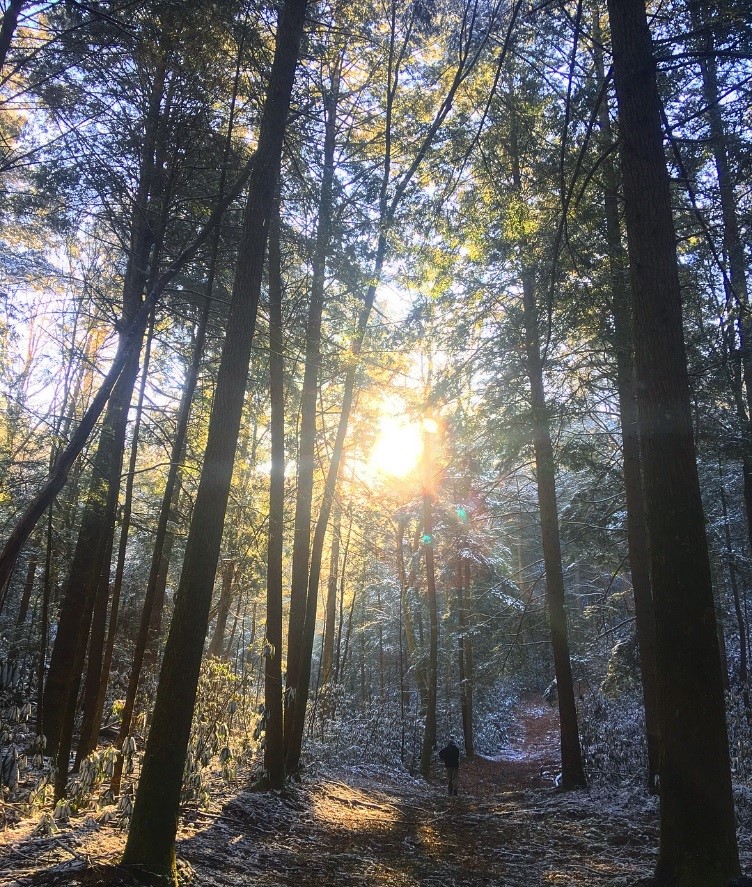Maeve Draper won the native landscape category with her photo, ‘Early Morning Snow.’