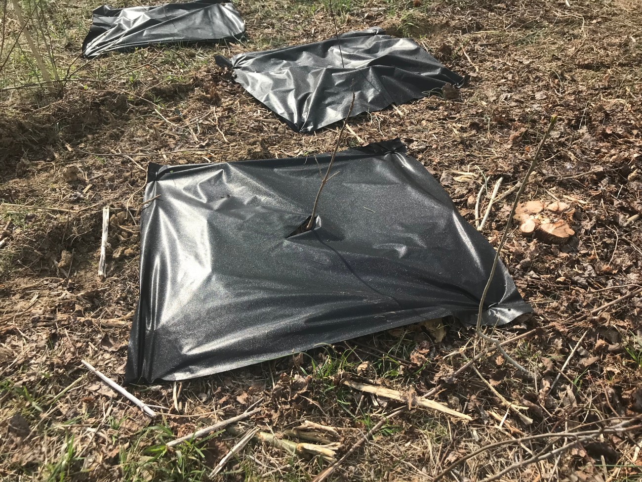 To properly plant the trees volunteer would first  dig a hole deep and wide enough to accommodate roots (highly variable root systems depending on tree species), place the tree in the hole, backfill with dirt and place the “weed mat” over the seedling.  The mat is pinned to the ground at four corners by metal sod pins. The weed mat has a hole in the middle for the seedling to grow through, and the mat prevents competition from surrounding vegetation during the early years of growth. 