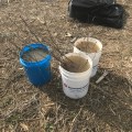 Tree seedlings were kept in buckets of water to keep the trees hydrated for planting.