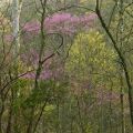 At Lincoln’s Boyhood Home redbuds in bloom in a valley. Photo by Thomas G. Barnes.