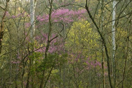 At Lincoln's Boyhood Home redbuds in bloom in a valley. Photo by Thomas G. Barnes.