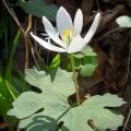 Bloodroot (Sanguinaria canadensis) at Lucy Braun SNP by Jeff Nelson.