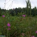 Hazeldell Meadow Preserve in Pulaski County.