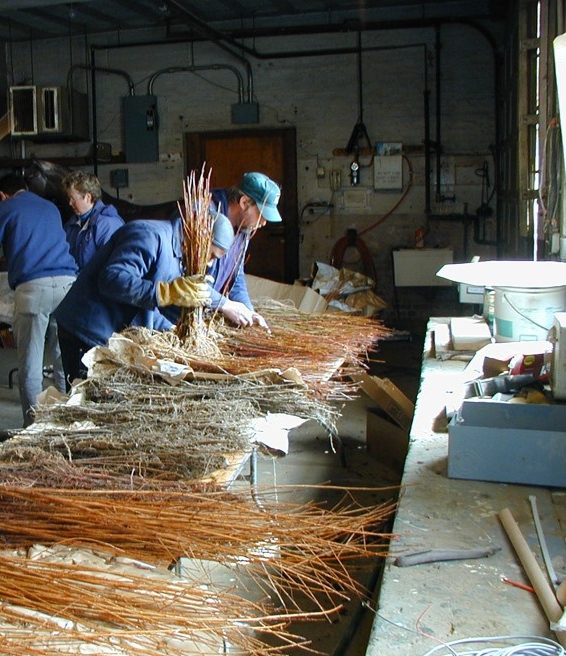 2001 Masterson Station seedlings are prepared for volunteers to plant.