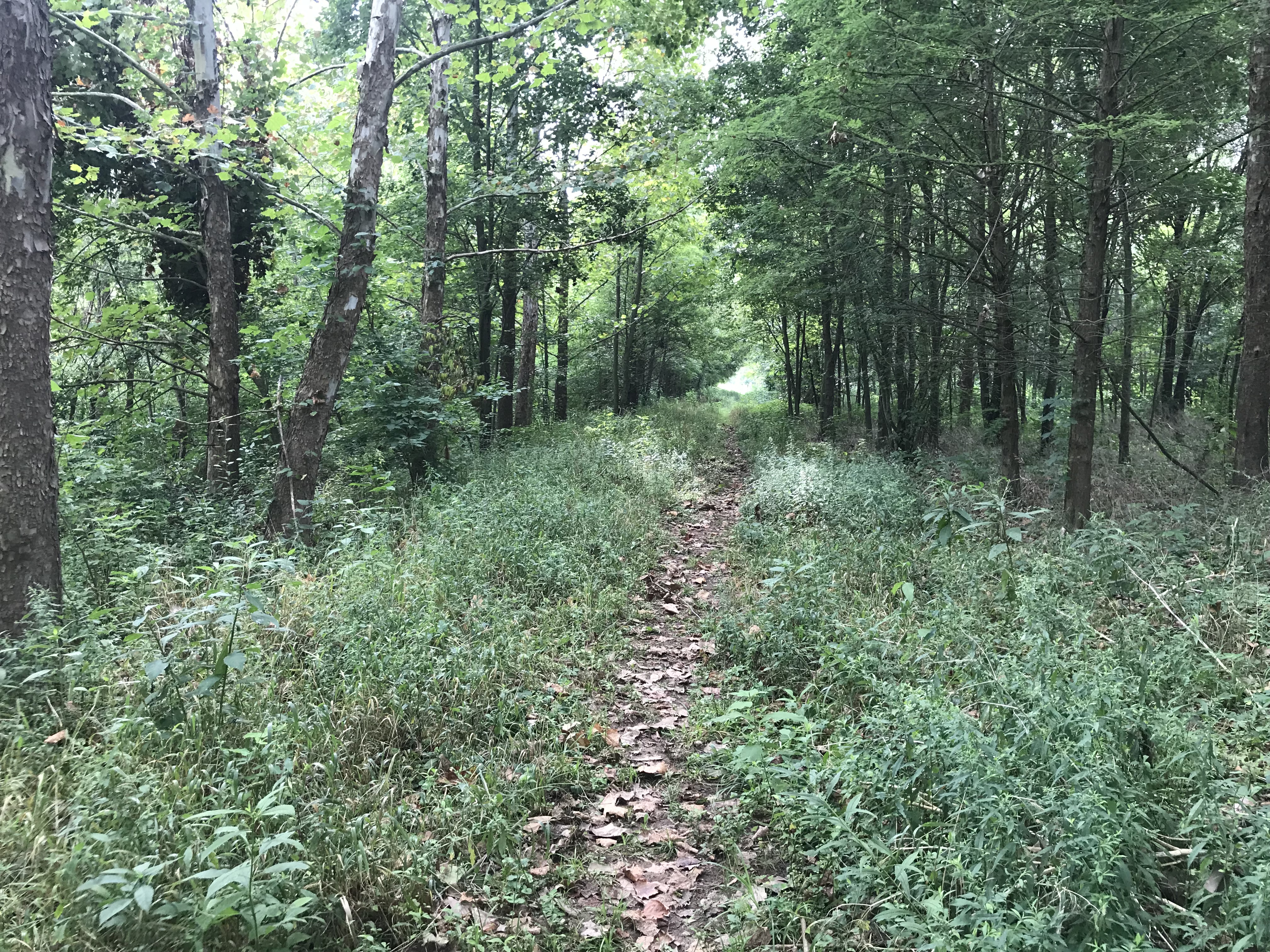 The trail today where the seedlings were planted in 2000 and 2001.