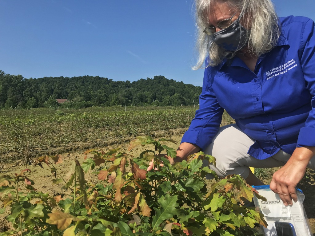 University of Kentucky Department of Forestry and Natural Resources Tree Improvement Specialist Laura DeWald inspects white oak seedlings for desirable genitive qualities.