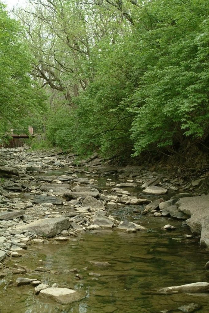 A section of Three Mile Creek surrounded by Bush Honeysuckle.
