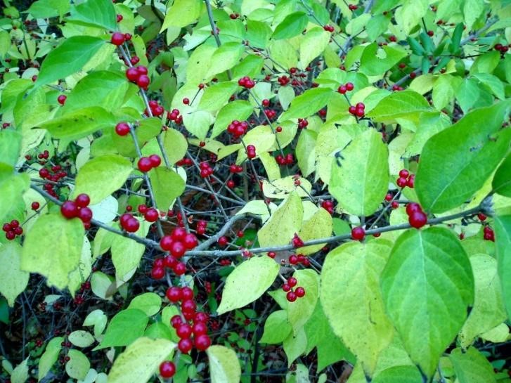 Bush honeysuckle berries in the fall