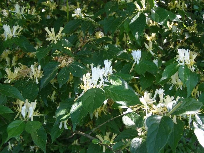 Bush honeysuckle flowers in the spring