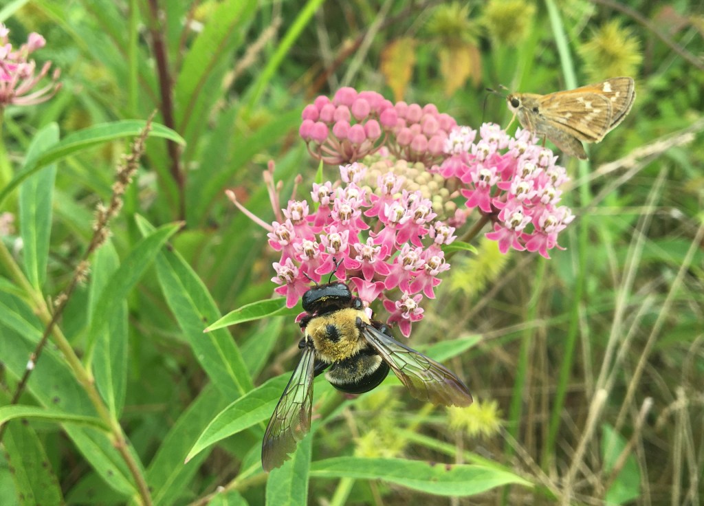 Swamp milkweed attracts pollinators