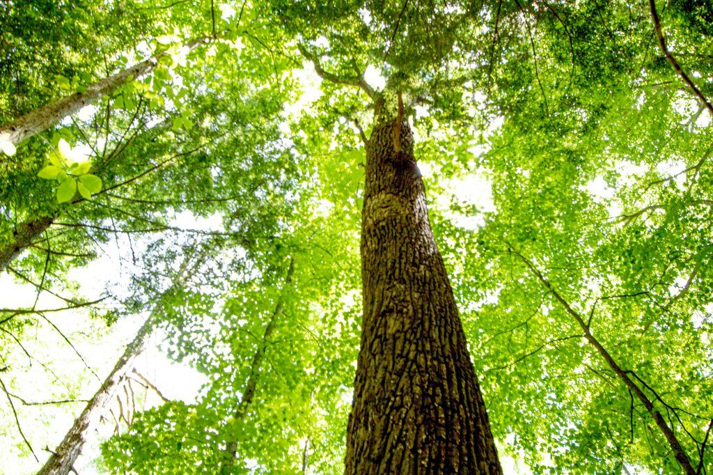 This image has an empty alt attribute; its file name is good-hemlock-top-shot.jpg