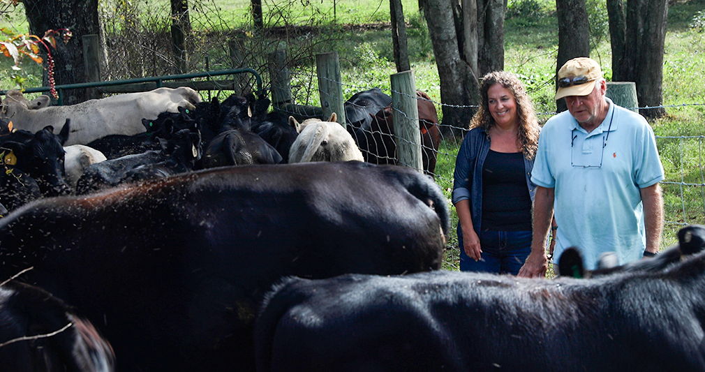 Farmers look at cattle.