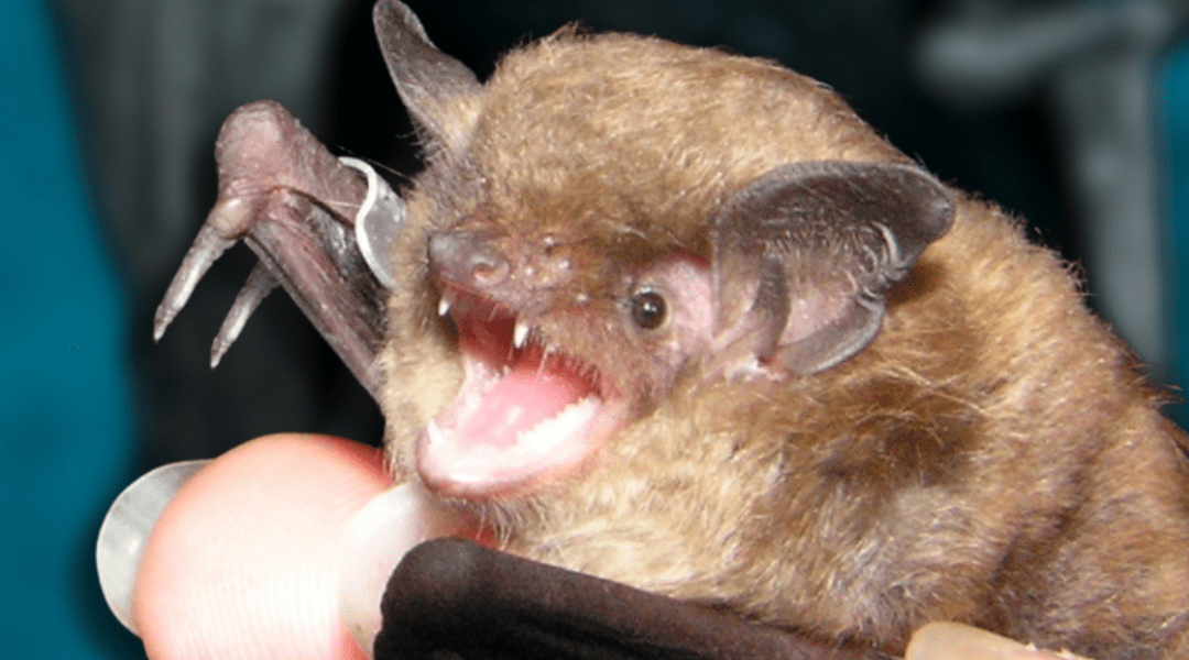 A picture of the endangered Indiana bat.