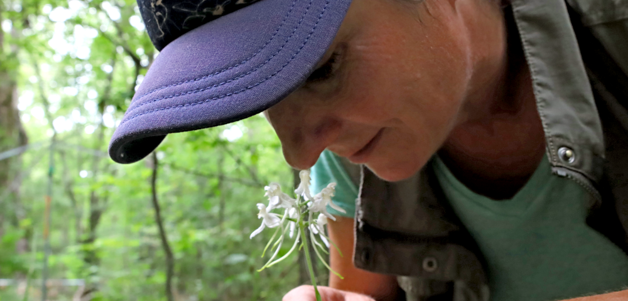 A woman is smelling the white fringeless orchid.