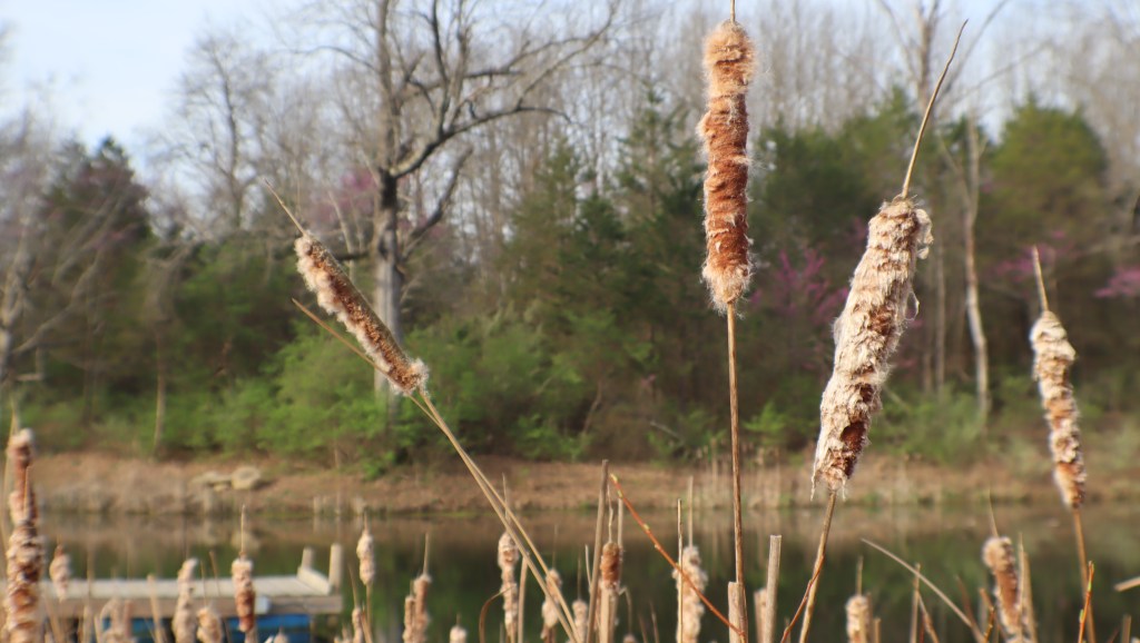 picture of a lake with cattails. 

