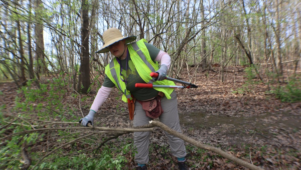 Floren Kytler, with LEAFI, takes down a huge honeysuckle bush on a trail at Yew Dell Botanical Gardens.  
Lady has clippers in hand on a honeysuckle bush. 