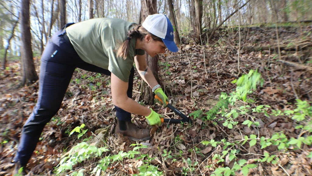 Charlotte Jones, with Louisville Urban Forestry , a division of Louisville Parks and Recreation, brought her staff to help with the removal of invasive plants. Jones and LEAFI  helps with the execution of the Louisville Equitable Forest Initiative, or LEAFI for short. The group's funding is specifically for low-canopy areas of Jefferson County. The initiative includes removal of dead and hazardous trees, planting of 5,000 trees over the course of a recent funding grant. Jones oversees the group's workforce development.