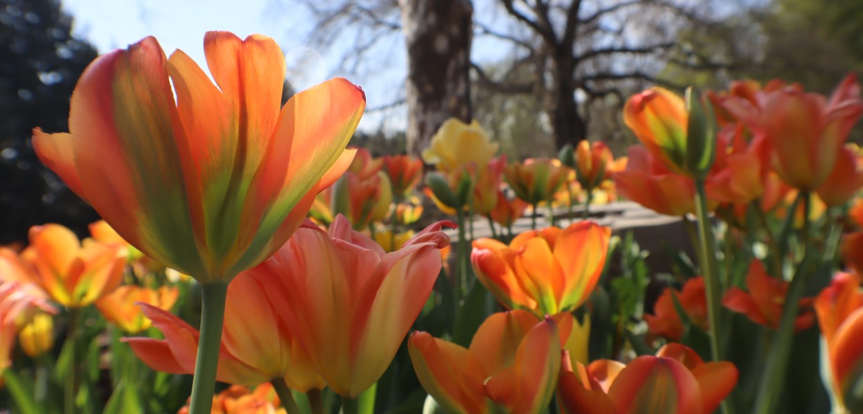 Yew Dell Botanical Gardens was rescued by friends and family of the former owners, together with volunteers they raised the money to buy the land and turn it into what visitors enjoy today.