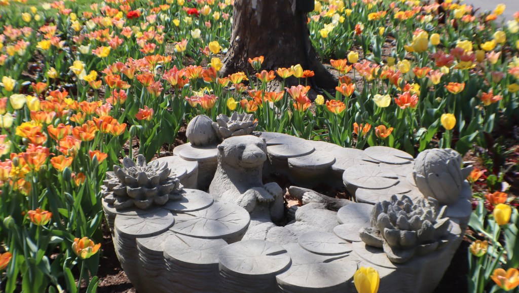 picture of an otter in a stone pond surrounded by spring tulips. 