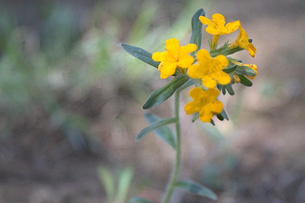Pictured yellow flower. Hoary Puccoon (Lithospermum canescens) is a native perennial wildflower known for its bright orange, tubular flowers and hairy foliage, blooming from March to June.
