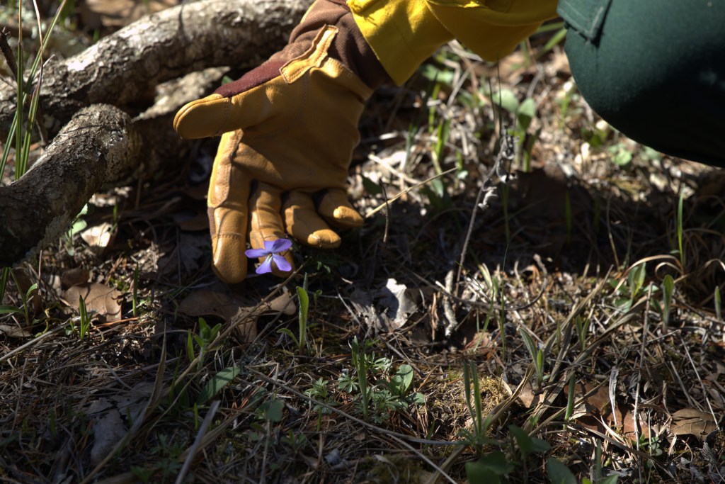 Nick Wiram of Quail Forever, a nonprofit organization dedicated to quail restoration and upland habitat conservation, assisted OKNP's prescribed burn and points out one of the many native flowers benefitting from the prescribed burn, which removes competing invasive and noninvasive plants crowding the limestone glades in the preserve.