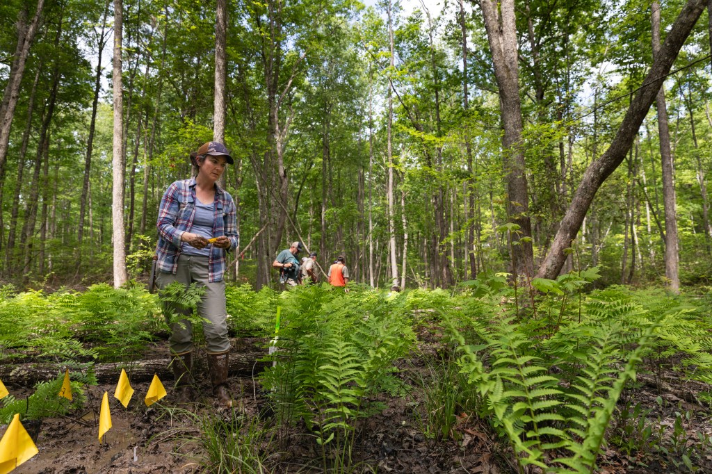 A female biologist walking through a seep in Kentucky. Small yellow flags in the foreground mark where the team of biologists have planted the white fringeless orchid, a rare and endangered species in Kentucky.

