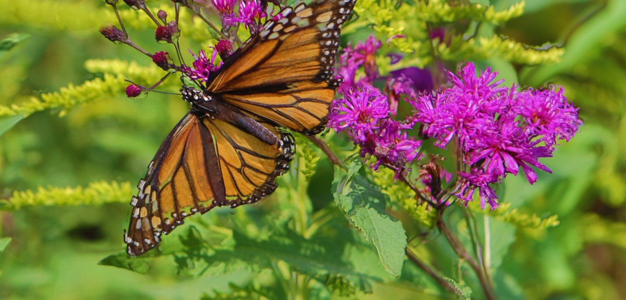 A mature female monarch butterfly captured during the event.