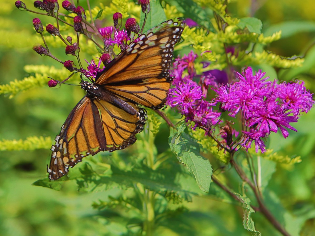 Rain, Wings and a Remarkable Journey: Monarch Tagging Marks 50 Years of Kentucky Nature Preserves