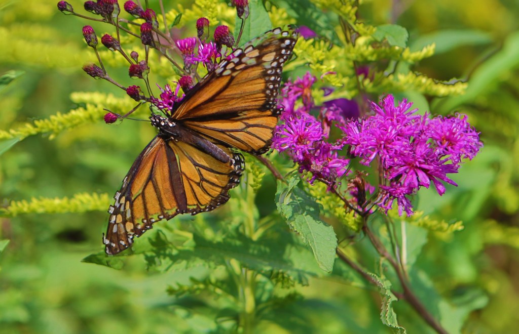 A monarch butterfly that may be too old to migrate all the way south, may have laid eggs in Kentucky for the next generation of travelers. 